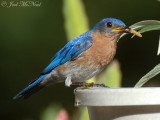 male Eastern Bluebird gathering mealworms