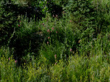 Yellow Owls-clover: <i>Orthocarpus luteus</i> with Giant Red Indian Paintbrush