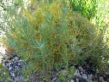 Dodder: <i>Cuscuta approximata</i> on Mugwort