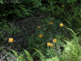 Yellow Fringed Orchid: <i>Platanthera ciliaris</i>