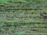 (back view) Bairds, Least, & Pectoral Sandpipers