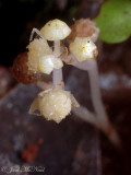 <i>Lacandonia schismatica</i>