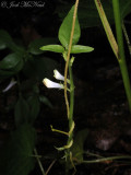 Beaked Dodder parasitizing Cow Wheat (also a parasite)