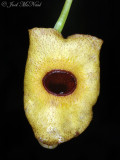 Dutchmans Pipe: <i>Aristolochia macrophylla</i>