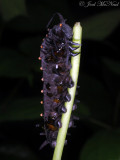 Pipevine Swallowtail caterpillar