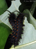 Pipevine Swallowtail caterpillars