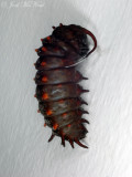 Pipevine Swallowtail pupating