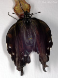 female Pipevine Swallowtail expanding wings after emergence