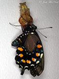 Pipevine Swallowtail expanding wings after emergence