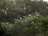 White Ibis