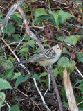juv. White-crowned Sparrow