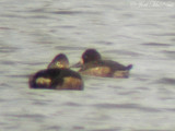 female Greater Scaup (<i>Aythya marila</i>) & Ring-necked Duck (<i>Aythya collaris</i>)