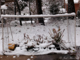 Carnivorous plant collection in rare Athens, GA snow