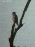 Prairie Falcon: <i>Falco mexicanus</i>, record shot digiscoped through 60X zoom at dusk