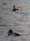 Greater Scaup (<i>Aythya marila</i>) & Ring-necked Duck (<i>Aythya collaris</i>)