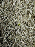 Spanish Moss: <i>Tillandsia usneoides</i>