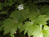 Umbrella-leaf: <i>Diphylleia cymosa</i>