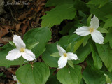 Large-flowered Trillium: <i>Trillium grandiflorum</i>