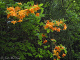 Flame Azalea: <i>Rhododendron calendulaceum</i>