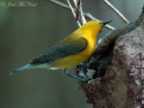 male Prothonotary Warbler