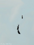 Mississippi Kite diving to evade Eastern Kingbird