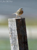 male Grasshopper Sparrow