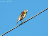 male Dickcissel