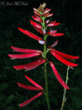 Coral Bean: <i>Erythrina herbacea</i>