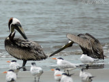 preening Brown Pelicans