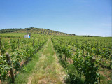 Vineyard in the summer