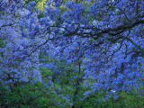 Jacaranda tree