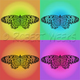 butterfly_quad.jpg