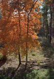Autumn in the Pine Barrens