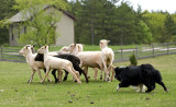 Border Collie sheep herding demonstration