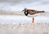 Ruddy Turnstone