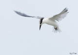 Gull-billed Tern