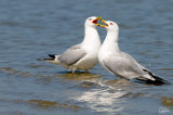 Ring-billed Gull