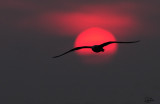 The Sunset Gull