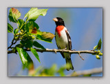 Rose-breasted Grosbeak