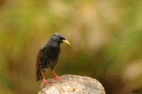 Starling