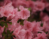 pink azaleas