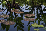 pond reflections