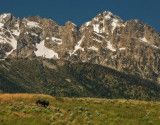 bison ridge