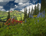 Alpine Wildflowers.jpg