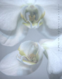 soft orchids