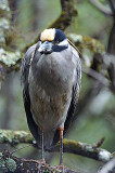 Yellow Crowned Night Heron