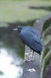 Little blue Heron