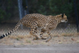 cheetah 5 .jpg