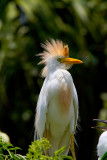 Cattle Egret 4-Gatorland Orlando.jpg