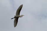Great Egret in Flight 3-St Augustine Aligator Farm.jpg
